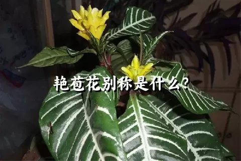 艳苞花别称是什么？