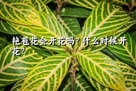 艳苞花会开花吗？什么时候开花？