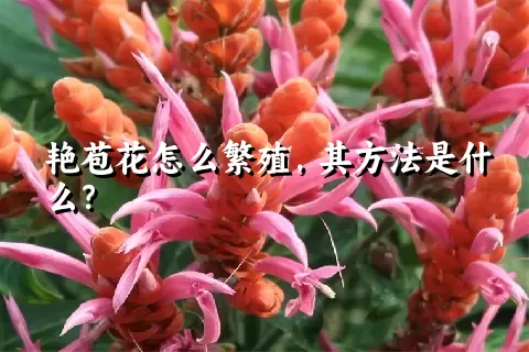 艳苞花怎么繁殖，其方法是什么？