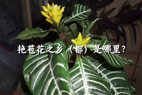 艳苞花之乡（都）是哪里？