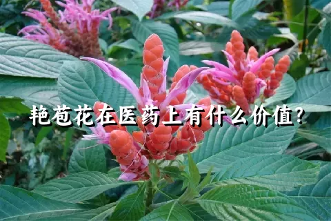 艳苞花在医药上有什么价值？