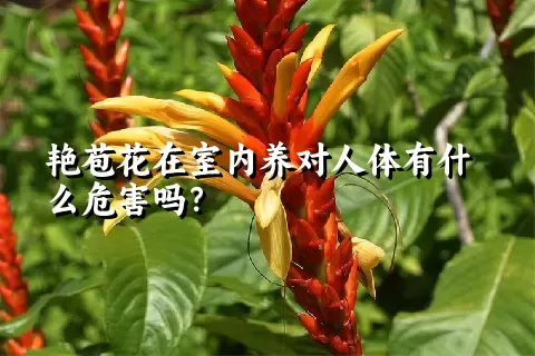 艳苞花在室内养对人体有什么危害吗？