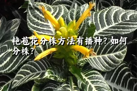 艳苞花分株方法有播种？如何分株？