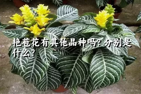 艳苞花有其他品种吗？分别是什么？