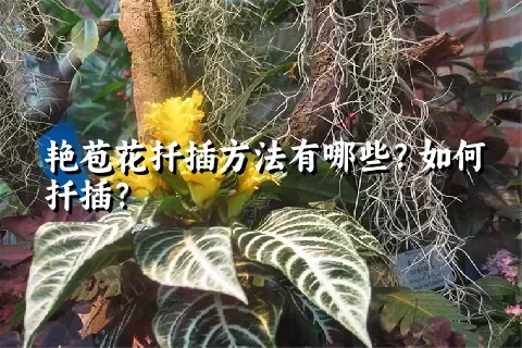 艳苞花扦插方法有哪些？如何扦插？