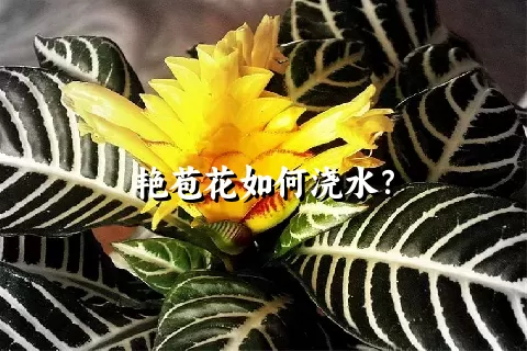 艳苞花如何浇水？