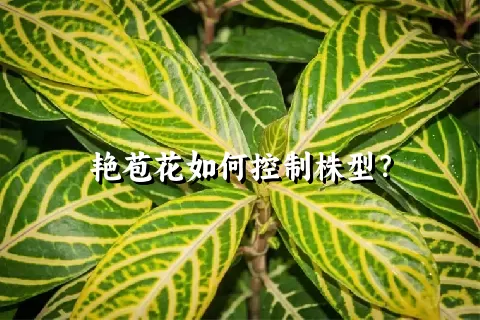 艳苞花如何控制株型？