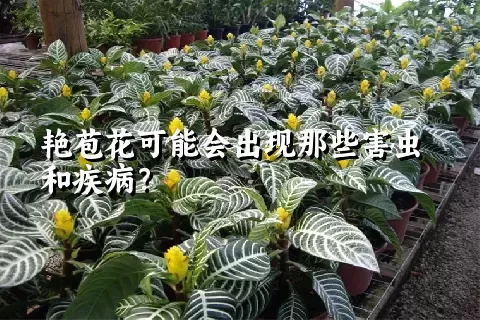 艳苞花可能会出现那些害虫和疾病？