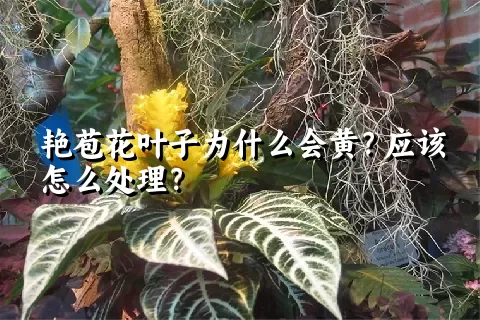 艳苞花叶子为什么会黄？应该怎么处理？