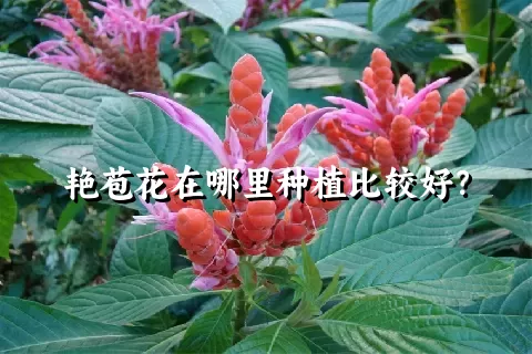 艳苞花在哪里种植比较好？