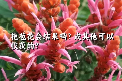 艳苞花会结果吗？或其他可以收获的？