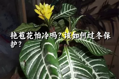 艳苞花怕冷吗？该如何过冬保护？