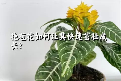 艳苞花如何让其快速茁壮成长？