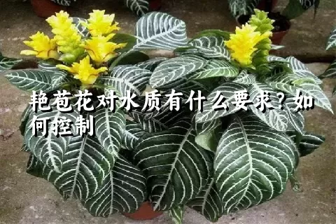 艳苞花对水质有什么要求？如何控制