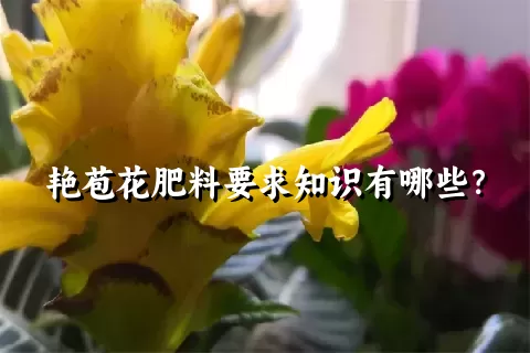 艳苞花肥料要求知识有哪些？