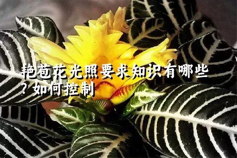 艳苞花光照要求知识有哪些？如何控制