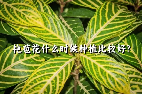 艳苞花什么时候种植比较好？