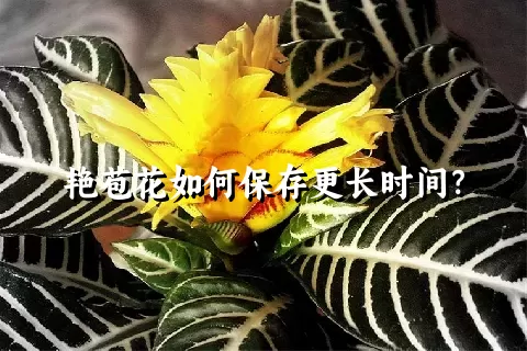 艳苞花如何保存更长时间？