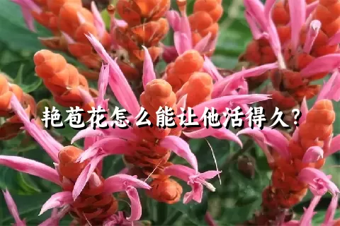 艳苞花怎么能让他活得久？