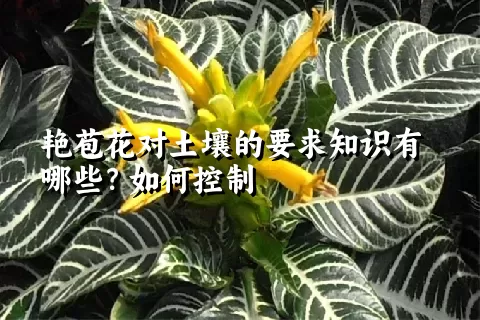 艳苞花对土壤的要求知识有哪些？如何控制