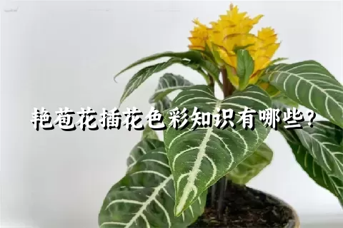 艳苞花插花色彩知识有哪些？