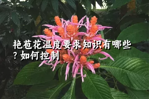 艳苞花温度要求知识有哪些？如何控制