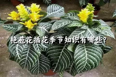 艳苞花插花季节知识有哪些？