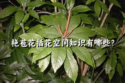 艳苞花插花空间知识有哪些？