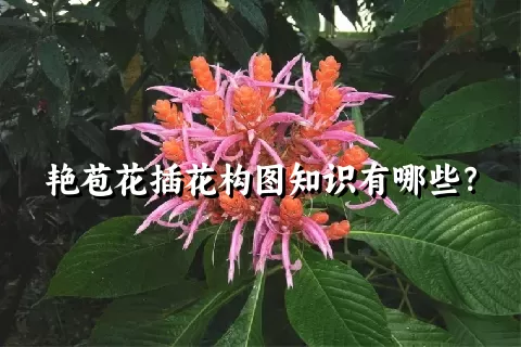 艳苞花插花构图知识有哪些？