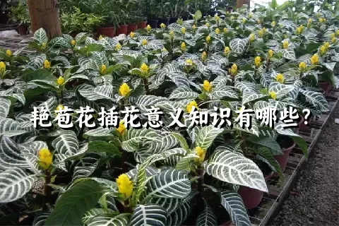 艳苞花插花意义知识有哪些？