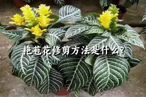 艳苞花修剪方法是什么？