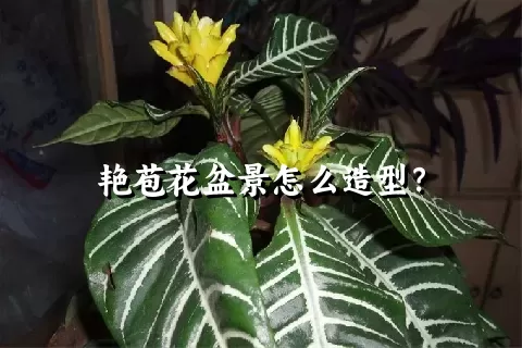 艳苞花盆景怎么造型？