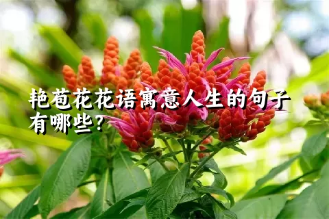 艳苞花花语寓意人生的句子有哪些？