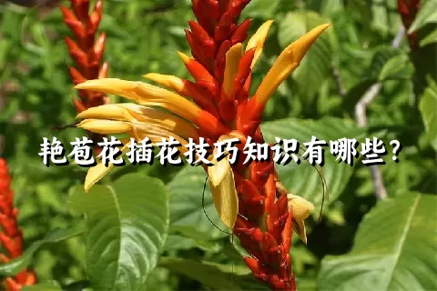 艳苞花插花技巧知识有哪些？