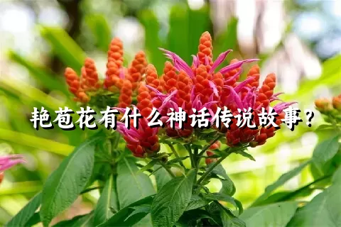 艳苞花有什么神话传说故事？