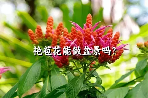 艳苞花能做盆景吗？