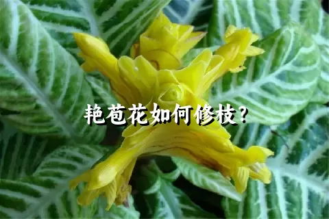 艳苞花如何修枝？