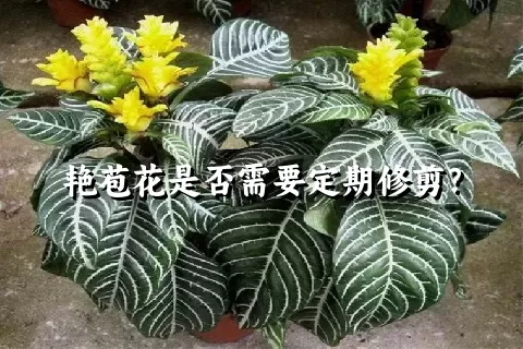 艳苞花是否需要定期修剪？