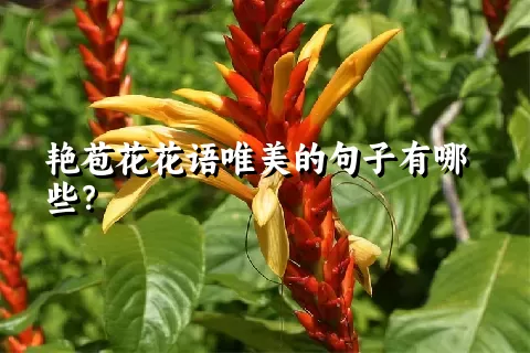 艳苞花花语唯美的句子有哪些？