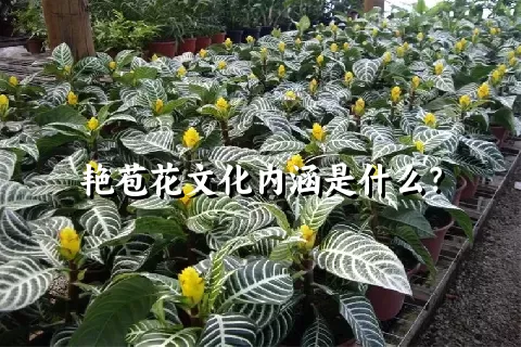 艳苞花文化内涵是什么？