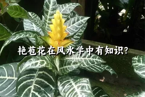 艳苞花在风水学中有知识？