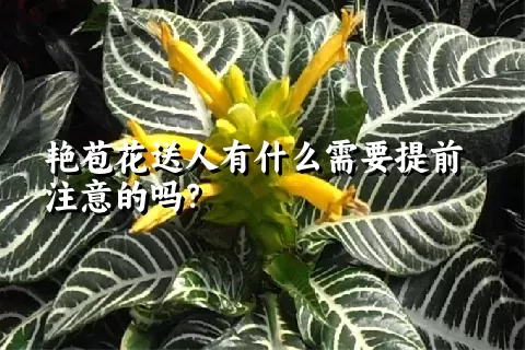 艳苞花送人有什么需要提前注意的吗？