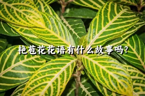 艳苞花花语有什么故事吗？