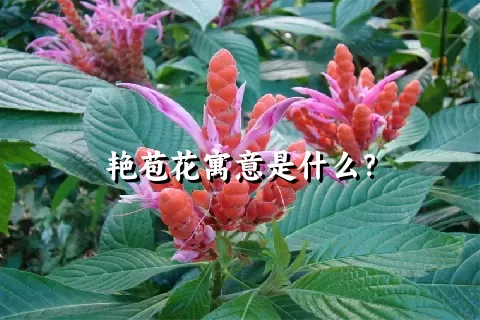 艳苞花寓意是什么？