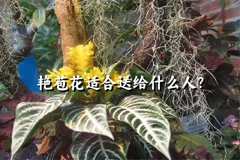 艳苞花适合送给什么人？