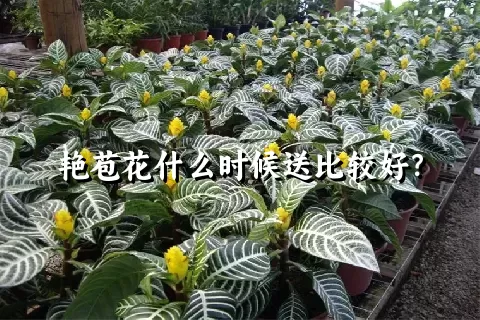 艳苞花什么时候送比较好？