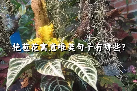 艳苞花寓意唯美句子有哪些？