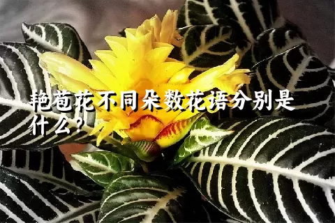 艳苞花不同朵数花语分别是什么？