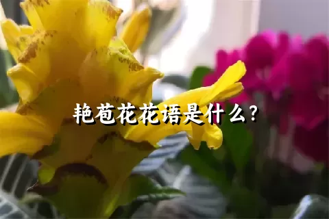 艳苞花花语是什么？