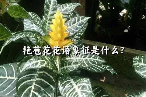 艳苞花花语象征是什么？